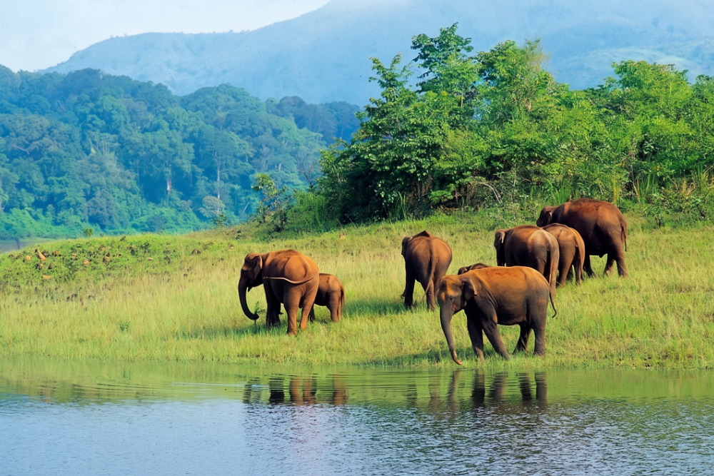 Periyar Tiger Reserve, Thekkady
