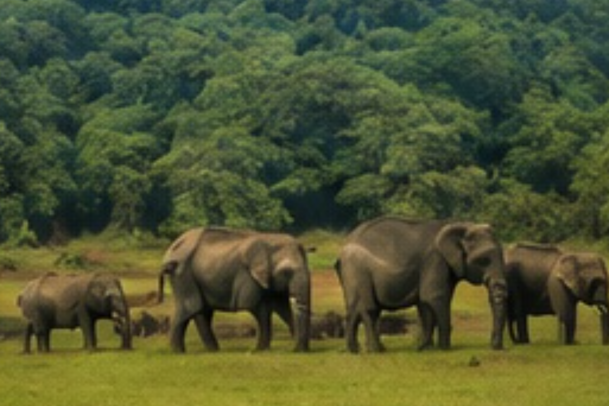 Thekkady Periyar lake and wildlife